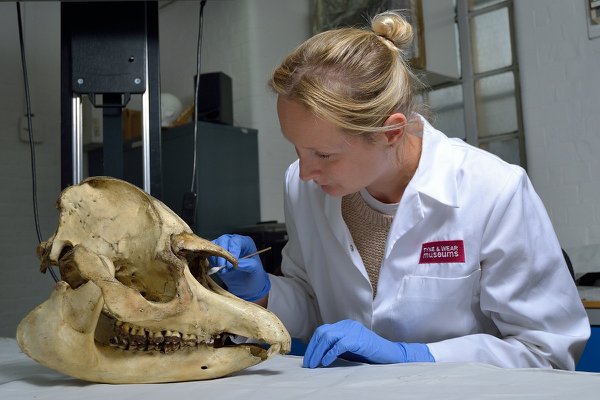  Conservator Jenny Youngman works on cleaning a tapir skull with a small brush